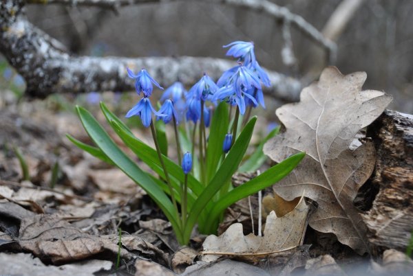 Голубые первоцветы пролески