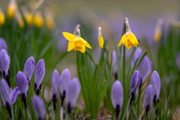 Желтые первоцветы крокусы