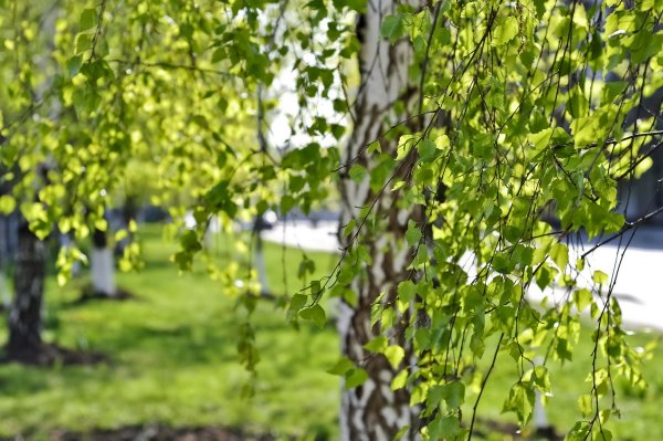 Весенняя Березка плакучая