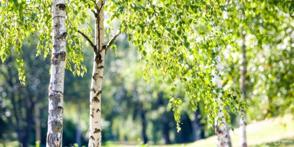 Пастернак Подмосковные Рощи