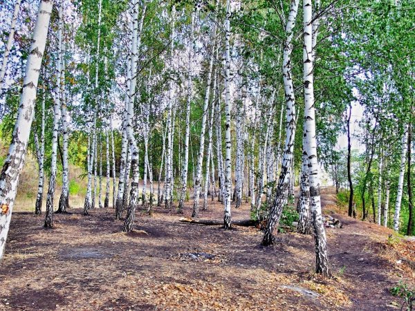 Березовая роща Хабаровск