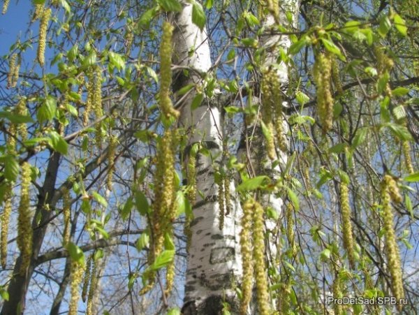Весенняя береза с сережками