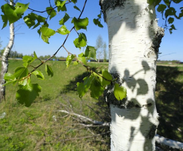 Весна березы