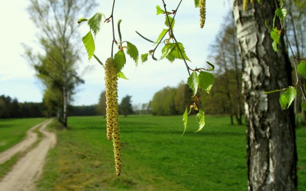 Плакучая береза с сережками