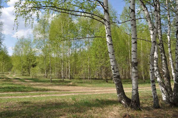 Берёзовая роща Жигулевск май