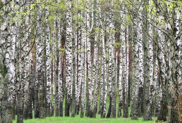 Саракташ Березовая роща