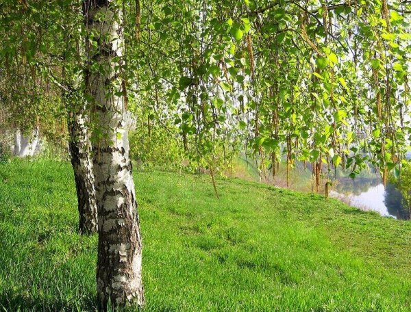 Березка весной