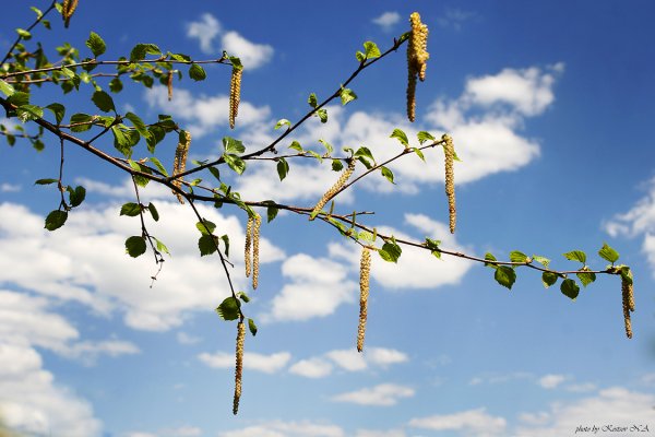 Распускание берёзовых почек