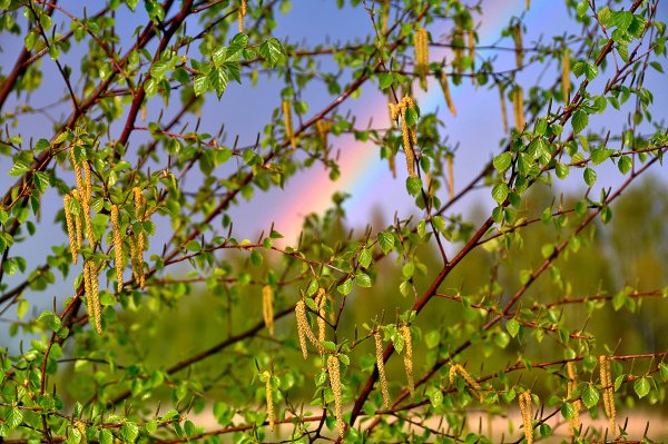 Майская Березка кустарник