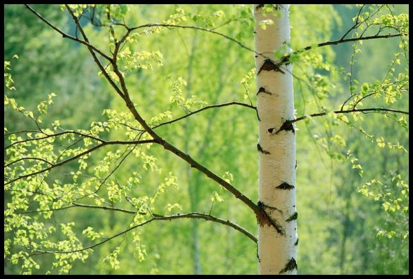 Березовые ветви