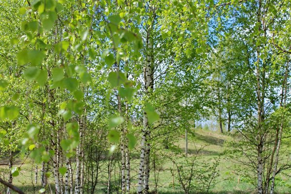 Березовая роща Новгородская