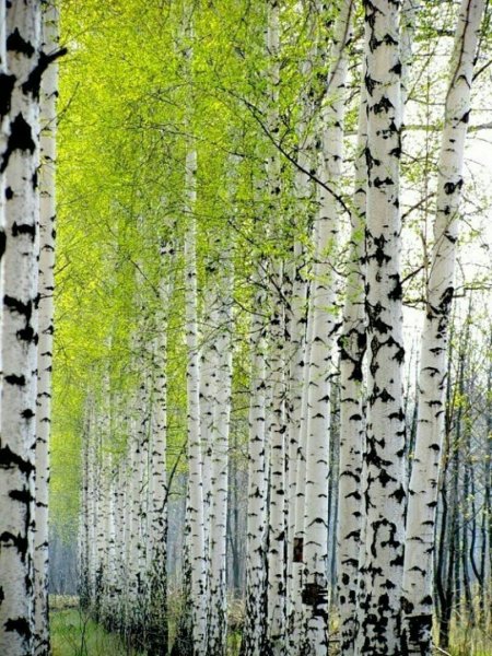 Рылов Березовая роща