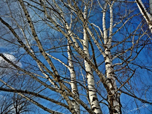 Береза ранней весной