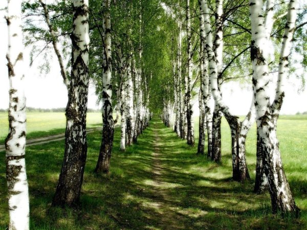 «Березовая аллея» тропа в ДОУ