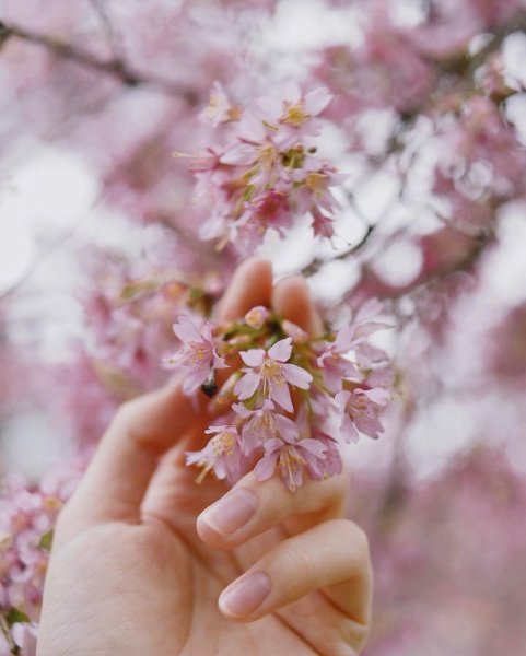 Нежная Весна