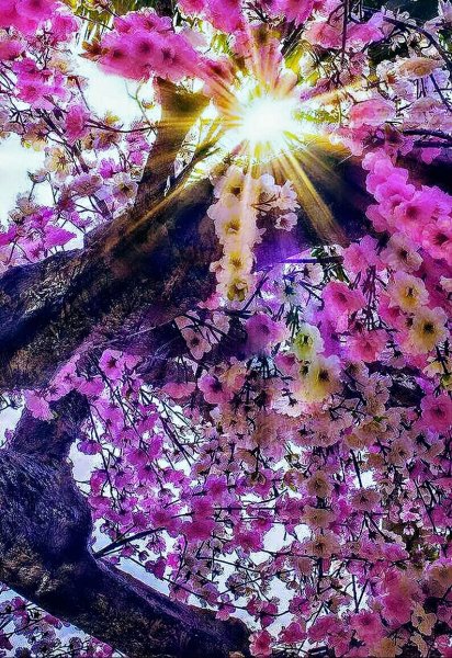 Черри блоссом