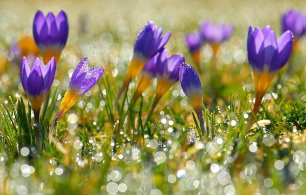 Весенние цветы