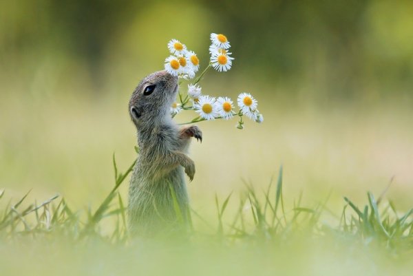Позитивные животные