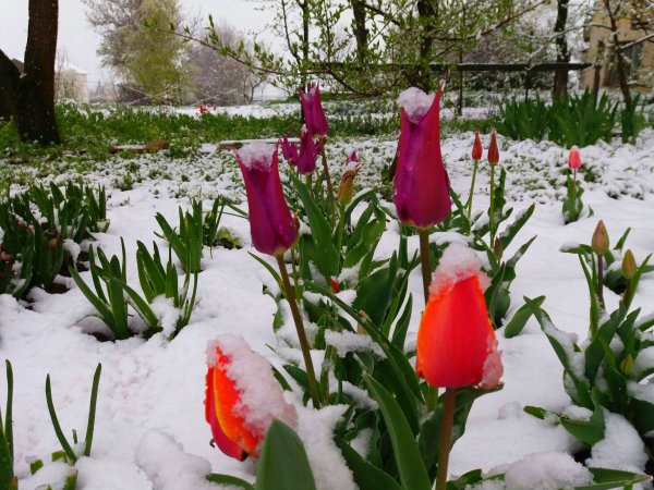 Идёт красавица Весна