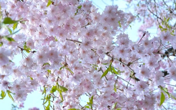 Бойчечак Гули