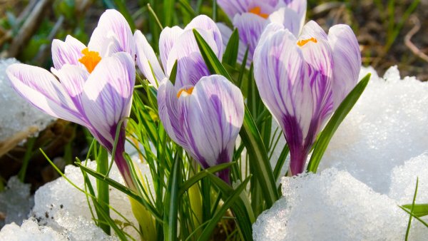 Крокус весенний