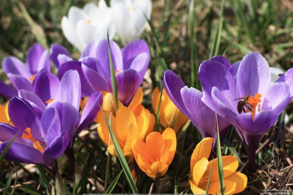 Ранняя Весна