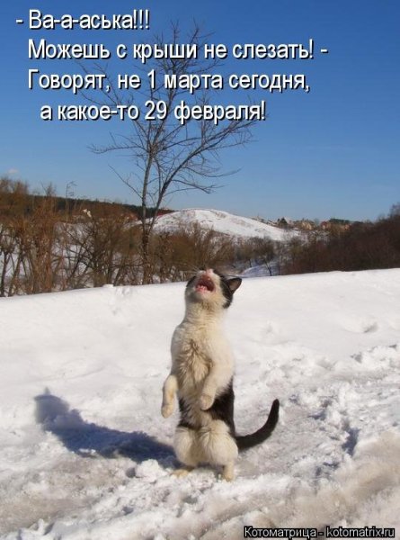 Зимние смешные коты