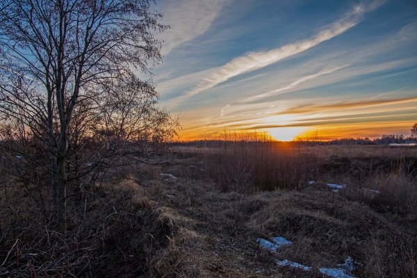 Весенний вечер в лесу