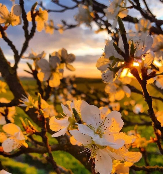 Весенний сад на закате