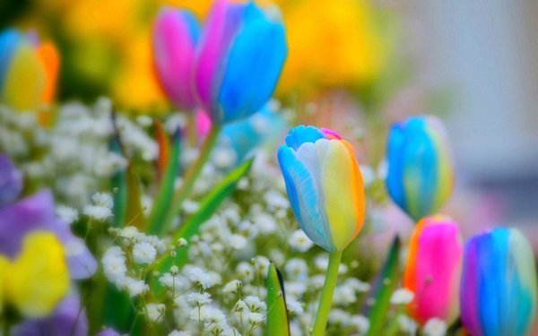 Яркие весенние цветы