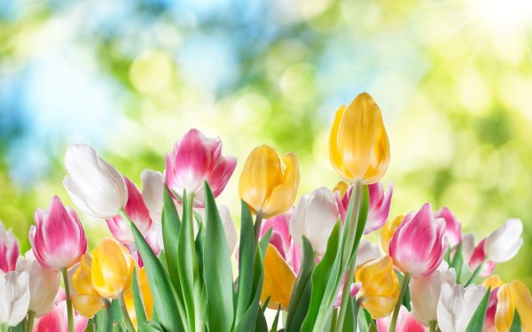 Весна тюльпаны