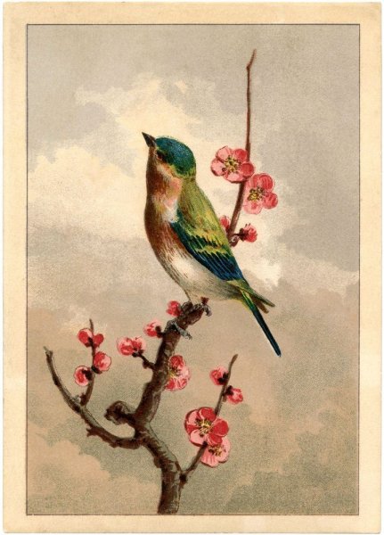 Катарина Кляйн открытки птицы