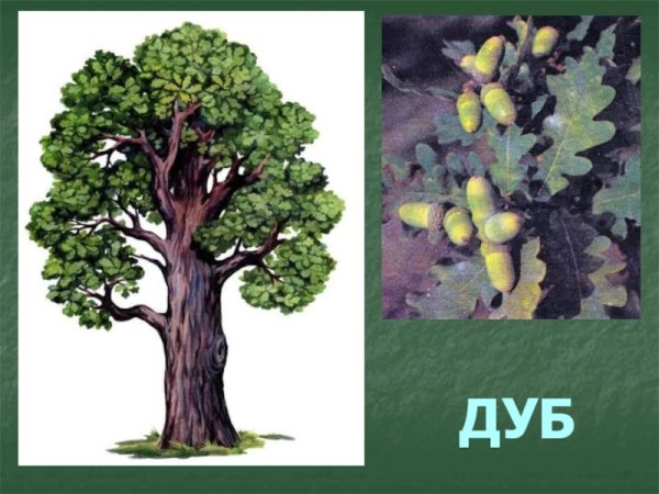 Дуб для детского сада