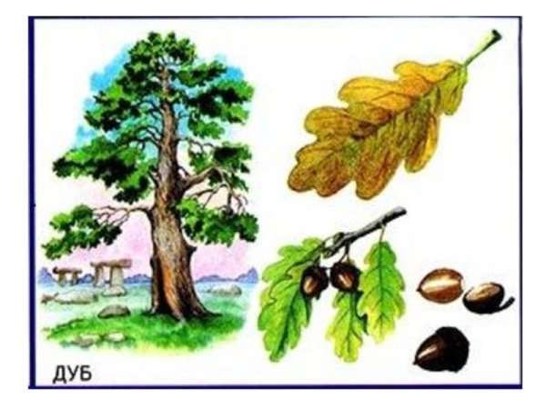 Дуб, липа, Тополь, береза, осина