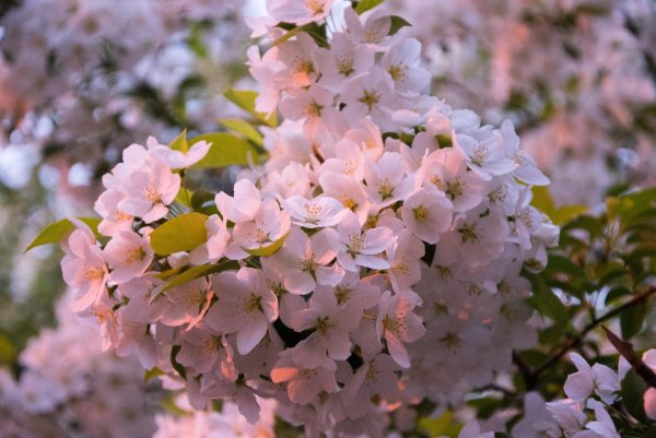 Ветка Сакуры