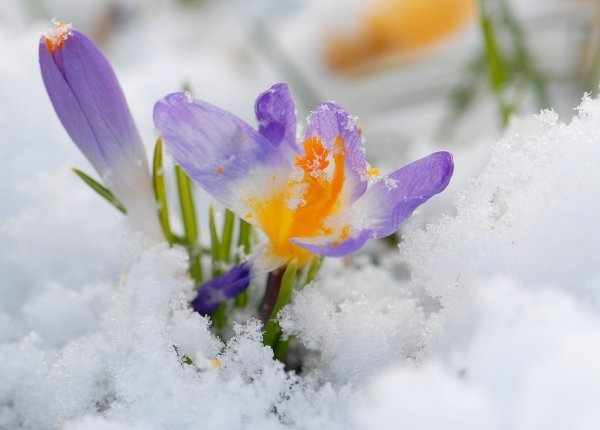 Открытки с приходом весны
