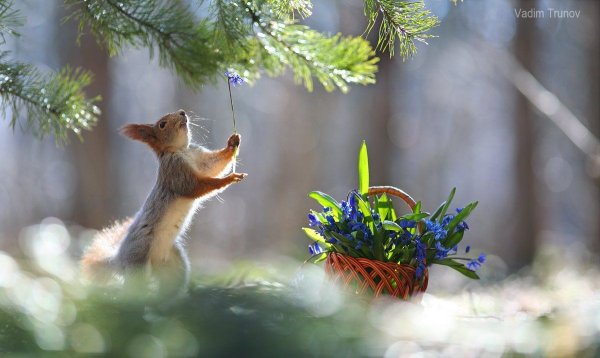 Вадим Трунов фотограф белки