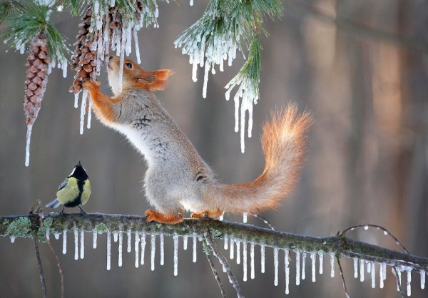 Весна животные