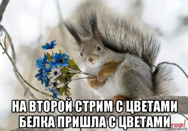 Белочка с цветочком