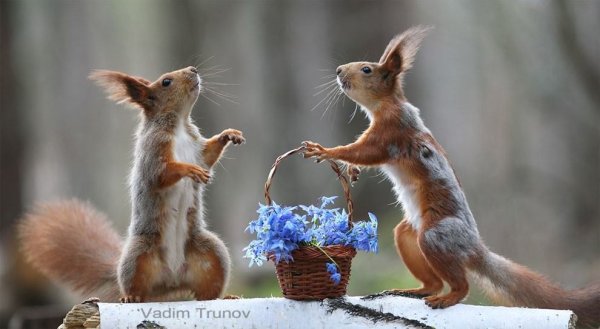 Природа Весна с животными