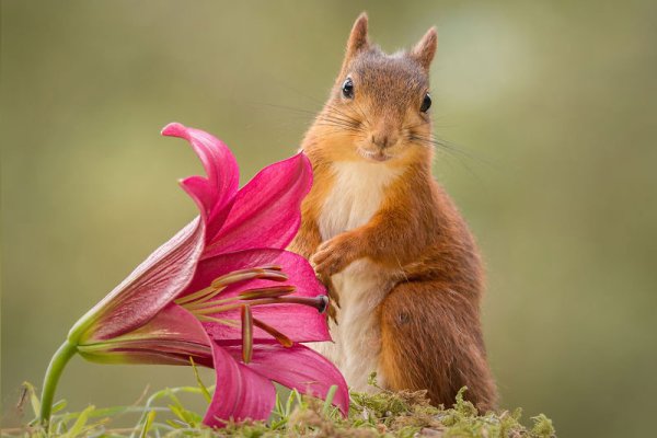 Лето природа животные