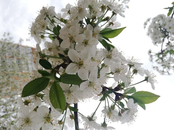 Сейчас Весна