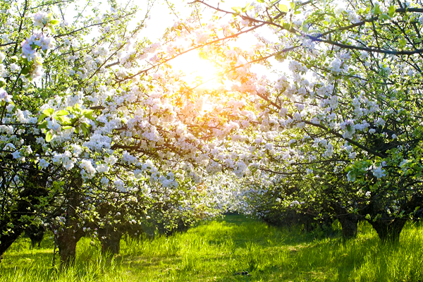 Майский Цветущий Яблоневый сад