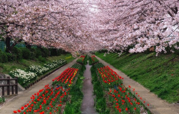 Цветение Сакуры в Японии сады