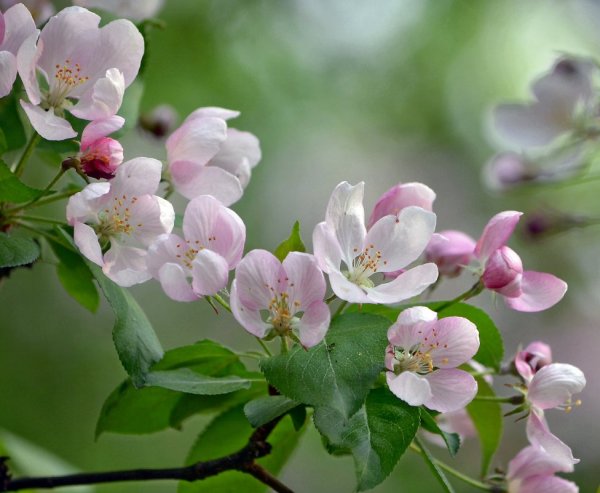 Цветет яблоня Пинк Роуз