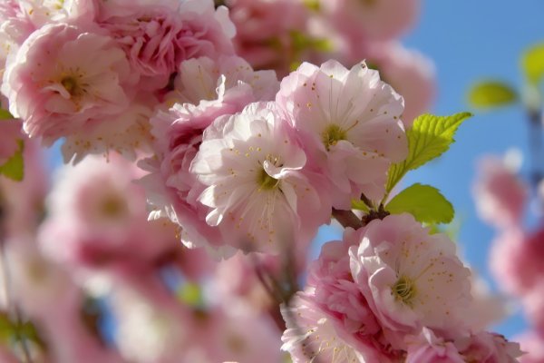 Май природа