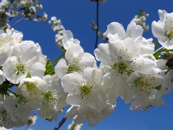 Весенние майские цветы