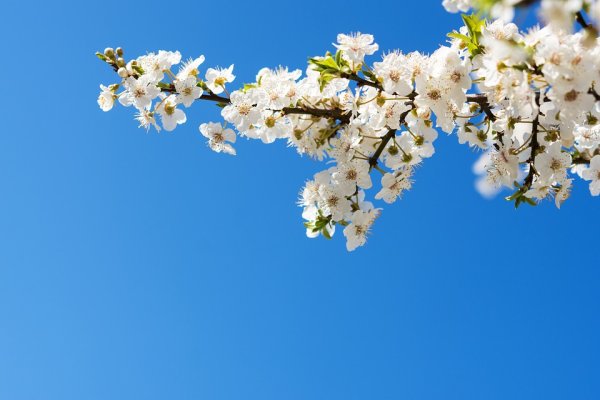 Цветущая ветка на фоне неба