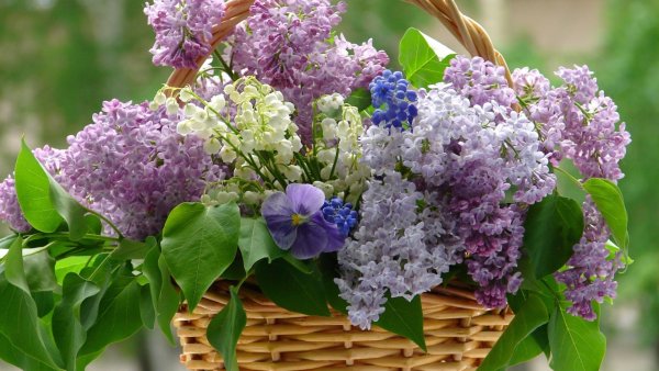 Цветы сирени