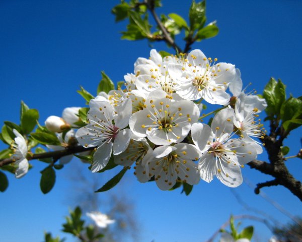 Цветущая Весна